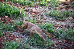 Varanus panoptes
