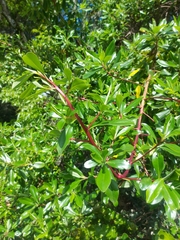 Escallonia paniculata