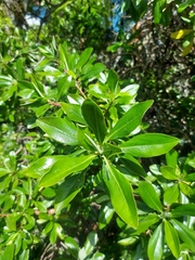 Escallonia paniculata