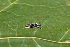 Mompha conturbatella