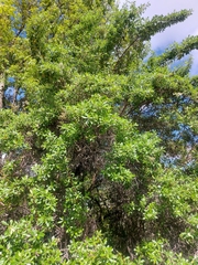 Escallonia paniculata