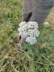 Achillea millefolium