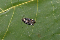 Mompha conturbatella