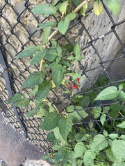 Solanum dulcamara