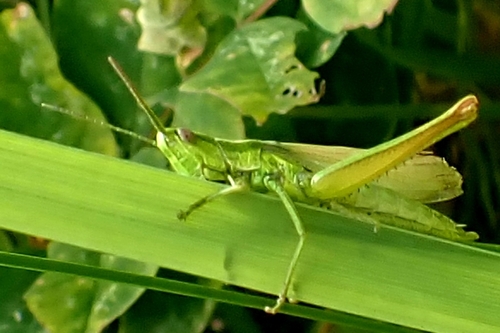 Photo of Small Gold Grasshopper (Euthystira brachyptera)