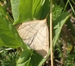 Polypogon tentacularia
