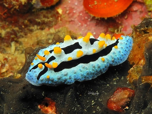 Sky Blue Phyllidia | Native Nature