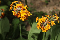 Primula bulleyana
