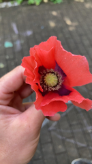 Papaver somniferum
