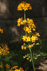 Primula bulleyana