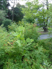 Platanus × hispanica