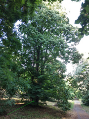 Tilia mongolica