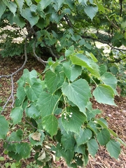 Tilia mongolica