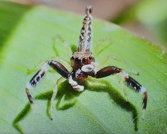 Bavia sexpunctata