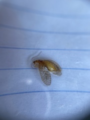 Micromus posticus