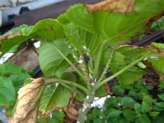 Acalypha grandibracteata
