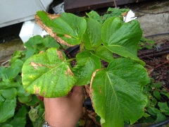 Acalypha grandibracteata