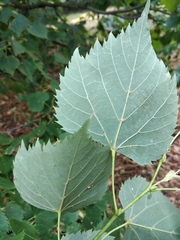 Tilia mongolica
