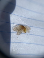 Micromus posticus