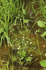 Alisma plantago-aquatica