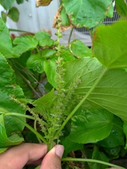 Acalypha grandibracteata