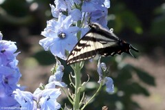 Papilio eurymedon
