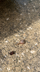 Bradybaena similaris image