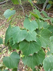 Tilia mongolica