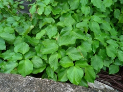 Acalypha grandibracteata