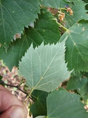 Tilia mongolica