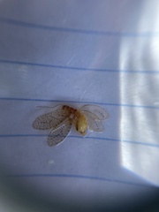Micromus posticus