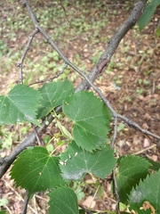 Tilia mongolica
