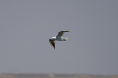 Chroicocephalus genei