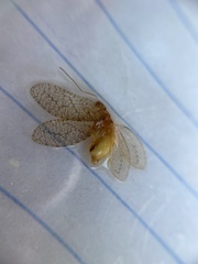 Micromus posticus