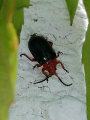 Phrynocepha pulchella