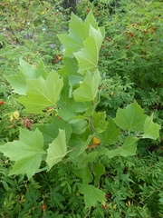 Platanus × hispanica