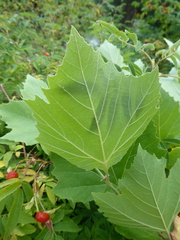Platanus × hispanica