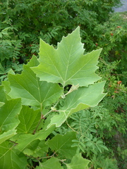Platanus × hispanica