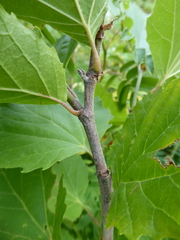 Platanus × hispanica