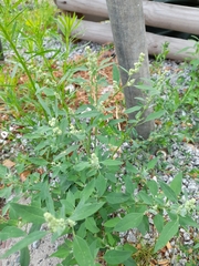 Chenopodium