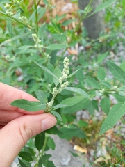 Chenopodium