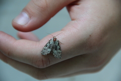 Leuconycta