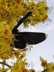 Melanis acroleuca huasteca