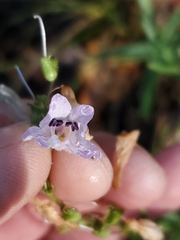 Penstemon oliganthus