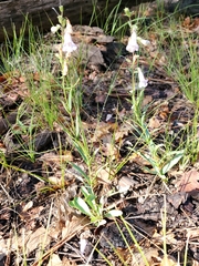 Penstemon oliganthus