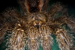 Avicularia rufa