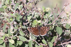 Erynnis pacuvius pacuvius