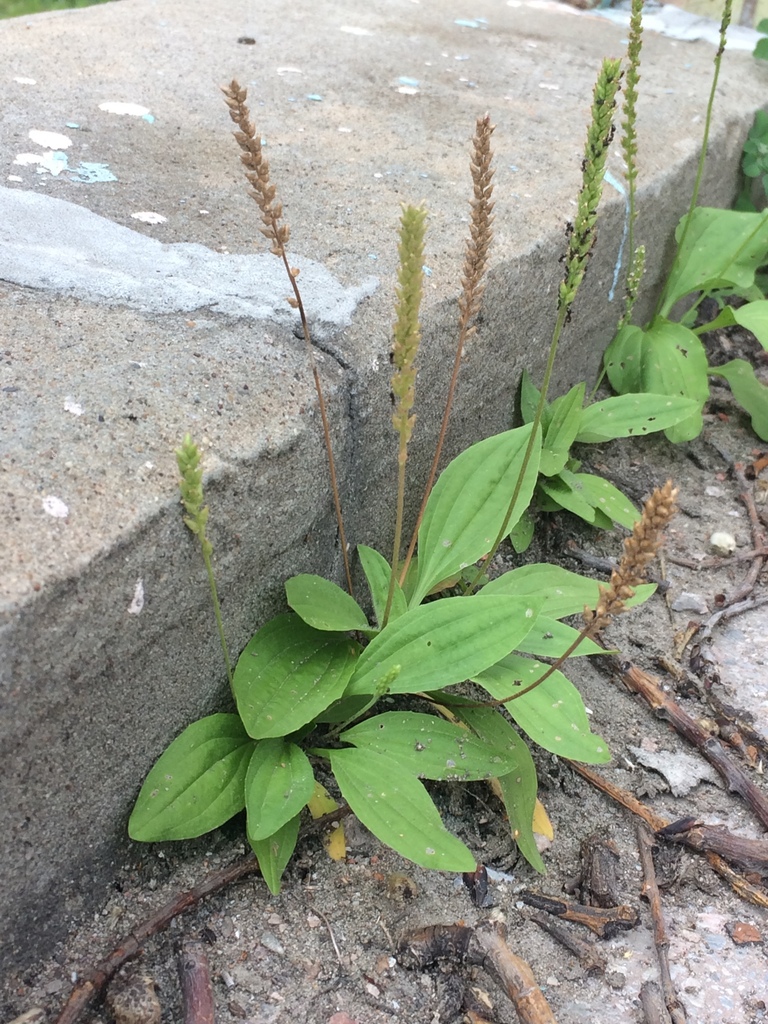 Dwarf plantain