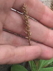 Plantago depressa