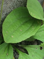 Plantago depressa